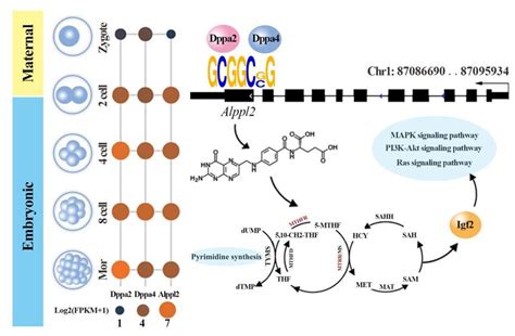 A predictive regulatory model of Dppa2/4 binding on Alppl2 for ... 