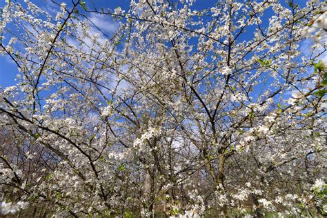 Springtime Paris Landscapes Website Buy Print Hassan