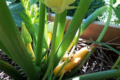 How To Plant And Grow Golden Zucchini Gardeners Path