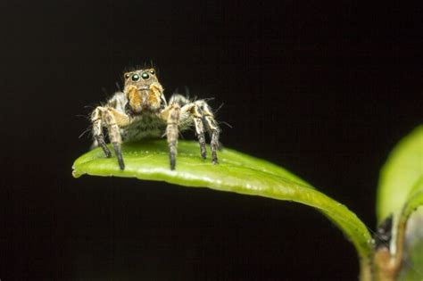 Free Photo Hairy Spider Sitting On Leaf