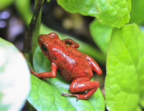 World Frog Day 2023: Amphibian Expert Panel - Special Event