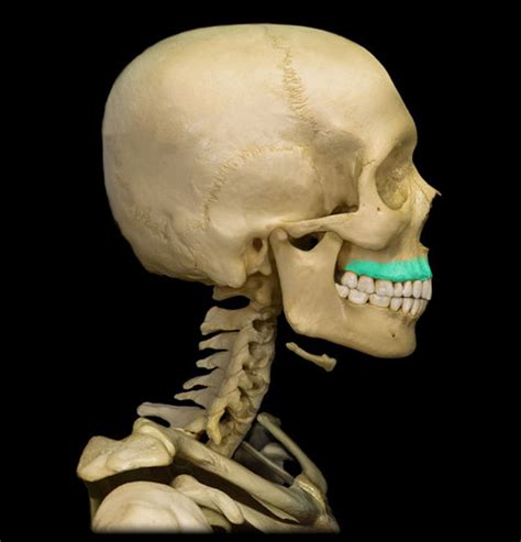 Axial Skeleton Flashcards Quizlet