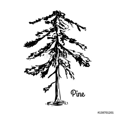Cypress Tree Coloring Pages