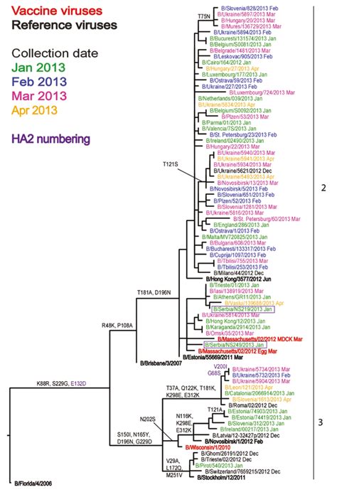 Phylogenetic Comparison Of Influenza B Yamagata Lineage HA Genes