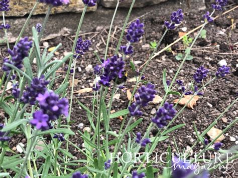 How Experts Prune Their Lavender Annually To Prevent Them Getting Too Woody | Horticulture Magazine