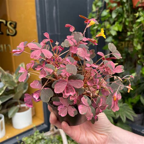 Oxalis 'Plum Crazy' | grow urban. Edinburgh