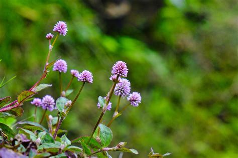 Flores Violeta Moradas Foto Gratis En Pixabay Pixabay