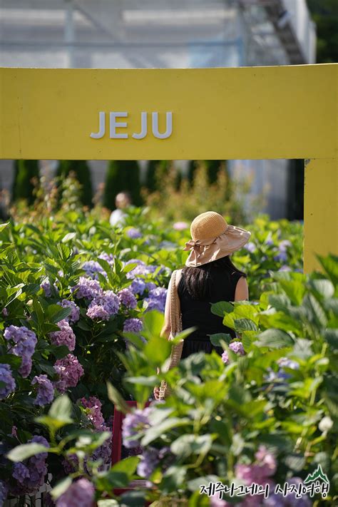 제주도 수국 사진 명소 휴애리 자연생활공원은 수국축제중 네이버 블로그