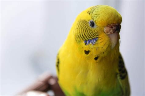 Budgie VS Parakeet – Optimal Avian