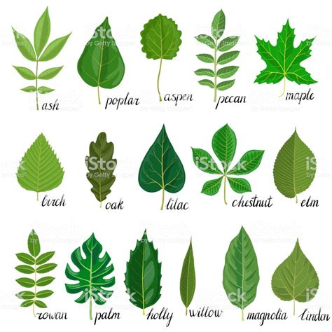 chestnut tree leaves identification - For Fine Positioning Podcast ...