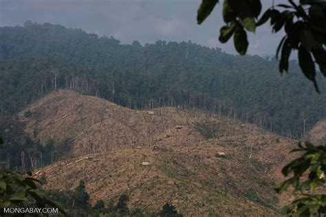 Deforestation In Laos Causes Consequences Actions