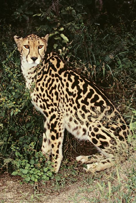 King cheetah - Stock Image - Z934/0479 - Science Photo Library