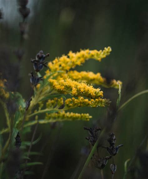 20 Types of Flowering Weeds | 1800Flowers Petal Talk