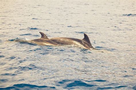 Group Of Dolphins Swimming In The Ocean Stock Photo Surzet