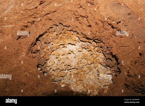 Inside Termite Mound Stock Photo Alamy
