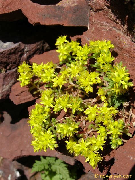 Image Collection Of Wild Vascular Plants Sedum Grisebachii