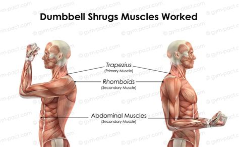 Dumbbell Shrugs 101: Exercise Guide For Strong Traps