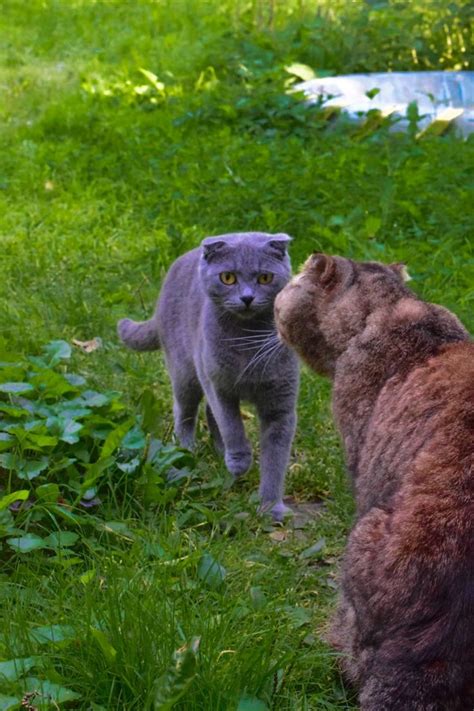 Фотокарточка кошки Ланы и кота Мартина