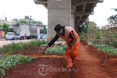 Melihat Urban Farming Di Kolong Tol Becakayu Foto