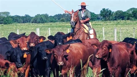 Última Recorrida Del Mundial Brangus Fue Por Establecimiento De 53856