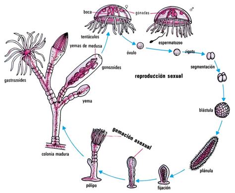 Mecanismos De Reproducción De La Naturaleza Album Ilustrado De La