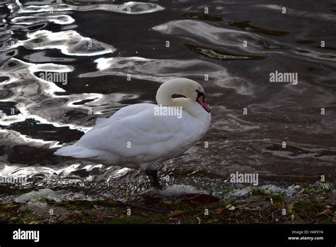 Swan Close Up Portrait Stock Photo Alamy