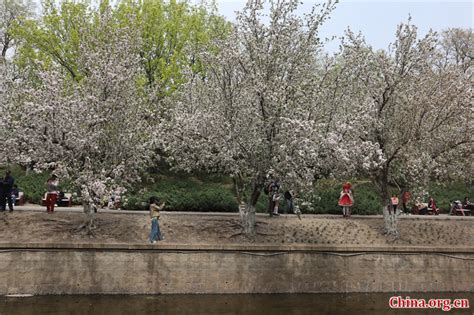 Blossom Attracts Visitors To Earth Wall Park Cn