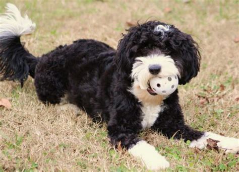 Aussiedoodle Dog Breed Temperament Diet Training Character - Platpets - Training Resources For ...