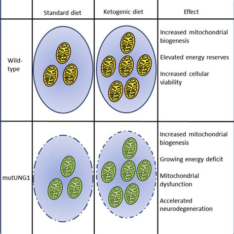 Schematic Picture Showing The Mitochondrial Genetic Bottleneck Download Scientific Diagram