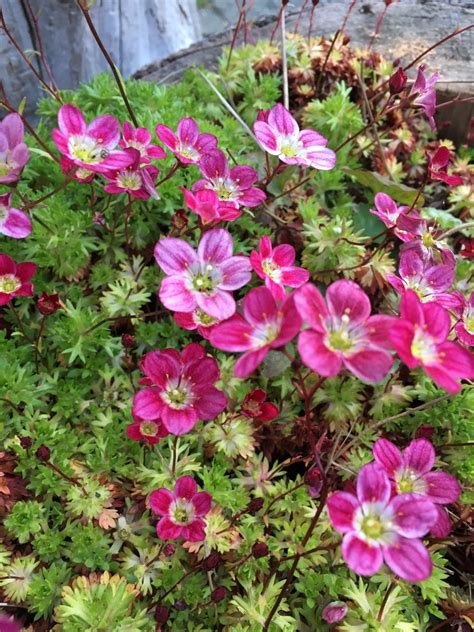 Камнеломка (Saxifraga) - PictureThis