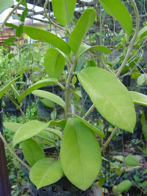 Hoya Australis Subsp Sanae