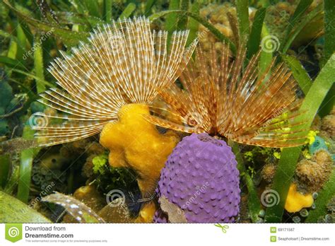 Underwater Marine Worm With Sea Sponge Stock Image Image Of Ocean