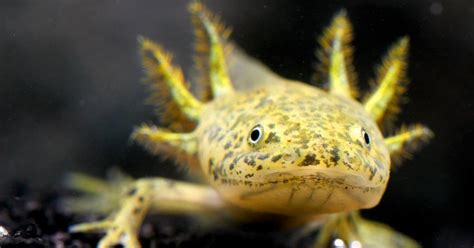 Deep Look | The Axolotl Salamander Doesn’t Wanna Grow Up | Season 8 ...