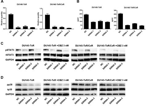 The Ccl2ccr2 Axis Contributes To Migration Of Cabazitaxel Resistant