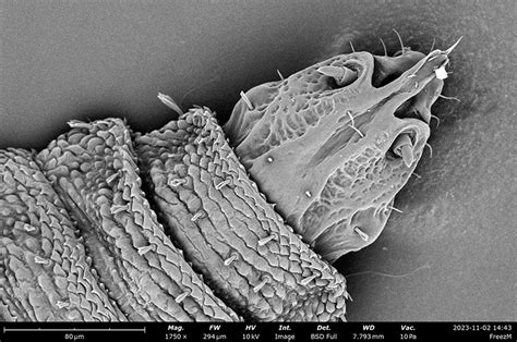 Unveiling The Enigmatic World Of The Bsf Larvae Freezem