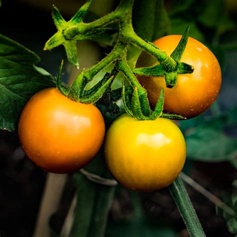 84 Gjkeil 2017 08 03 PAF Landesgartenschau Tomaten 1024x1024