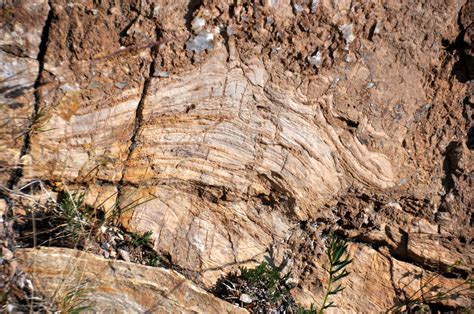 Fossils Of The Rocky Mountains — Earthhome