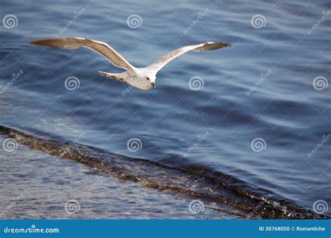 Vuelo De La Gaviota Sobre El Mar Foto De Archivo Imagen De Gaviota