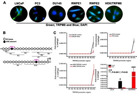 Role Of Are Elements In The Regulation Of Trpm8 Gene Expression A