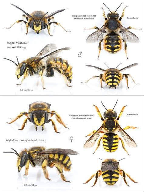 Is this a nest and which wasp species? - Biology Stack Exchange