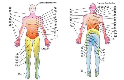 Trigeminal Nerve Dermatome Map Dermatome Map Images And Photos Finder