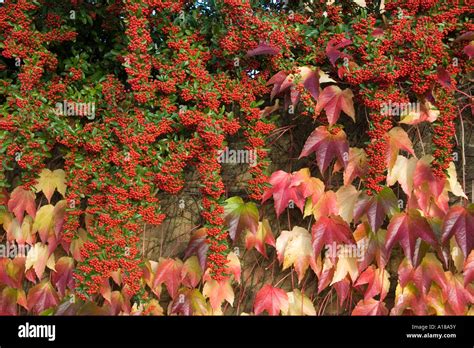 Virginia creeper berries hi-res stock photography and images - Alamy