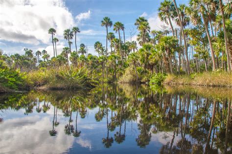 Bulow Creek Palms Florida Paddle Notes