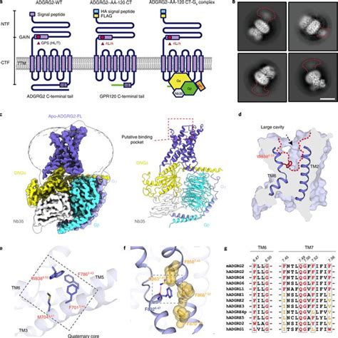 Structures Of The Adgrg Gs Complex In Apo And Ligand Bound Forms