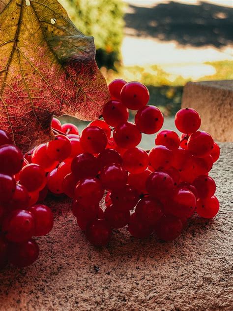 Калина, осень, осенние краски