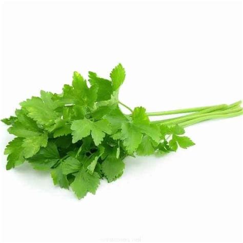 Semillas De Cilantro Coriandrum Sativum Semillas Estrella