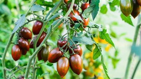 20 Best Indeterminate Tomato Varieties