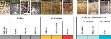 Comprendre la diversité et les fonctions des sols forestiers en Suisse