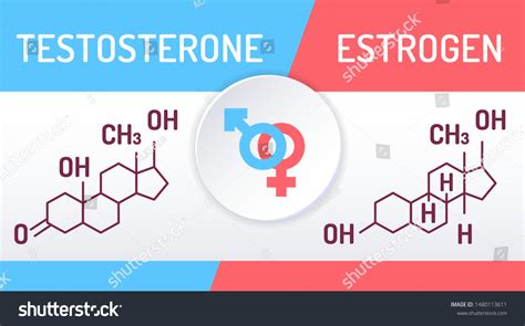 Testosterone Estrogen Molecule Vector Isolated Element เวกเตอร์สต็อก ปลอดค่าลิขสิทธิ์