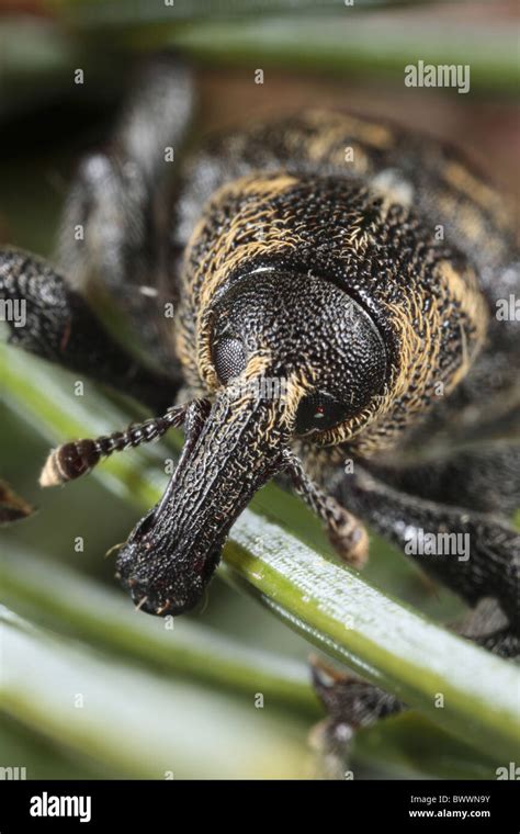 Hylobius Abietis Pine Weevil Spruce Sitka Insect Bug Nature Natural